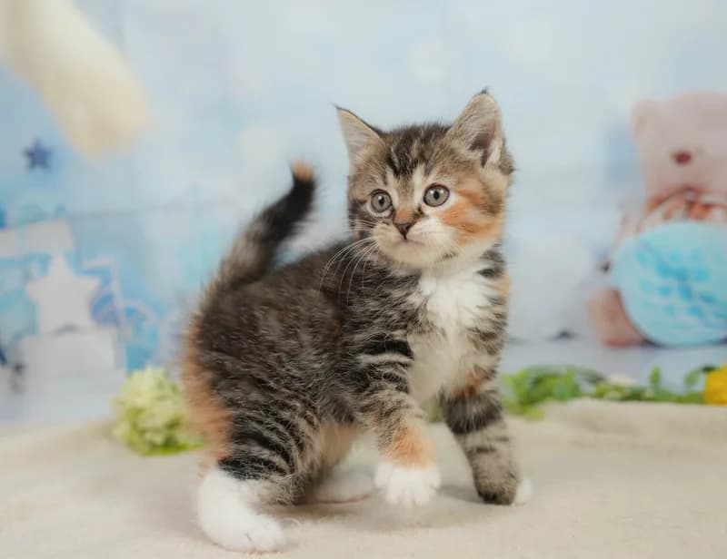 マンチカンの子猫 メス ブラウンパッチドタビー＆ホワイト - コスモスファーム - サムネイル3