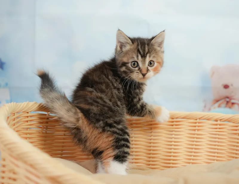 マンチカンの子猫 メス ブラウンパッチドタビー＆ホワイト - コスモスファーム - サムネイル4
