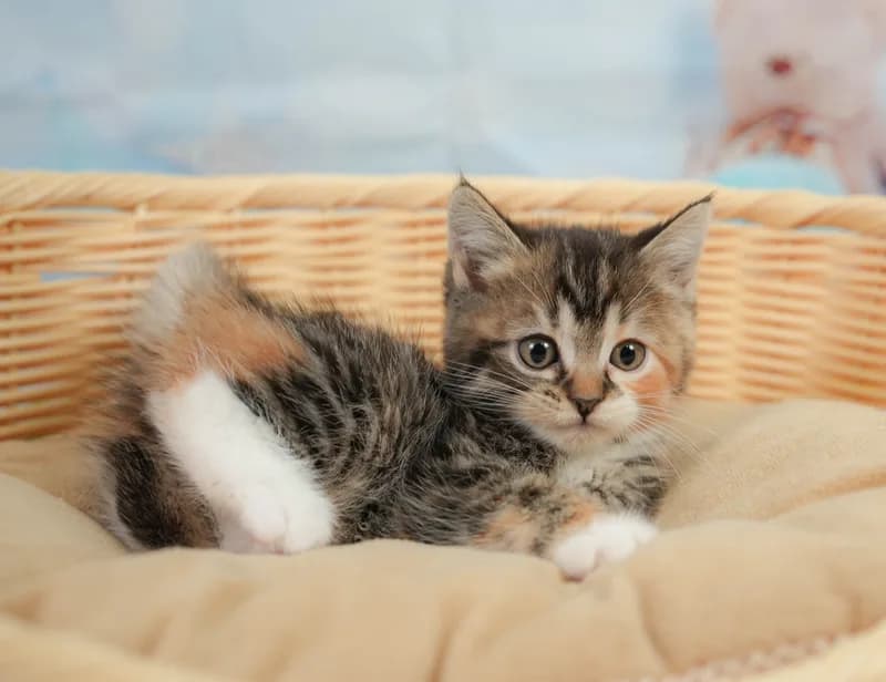 マンチカンの子猫 メス ブラウンパッチドタビー＆ホワイト - コスモスファーム - サムネイル5