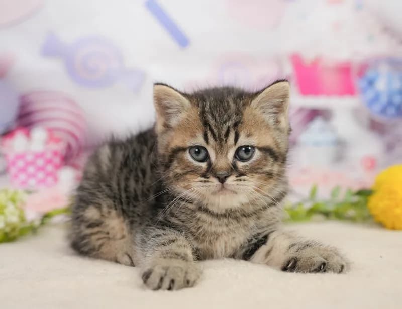 ミヌエットの子猫 オス ブラウンタビー＆ホワイト - コスモスファーム - サムネイル2