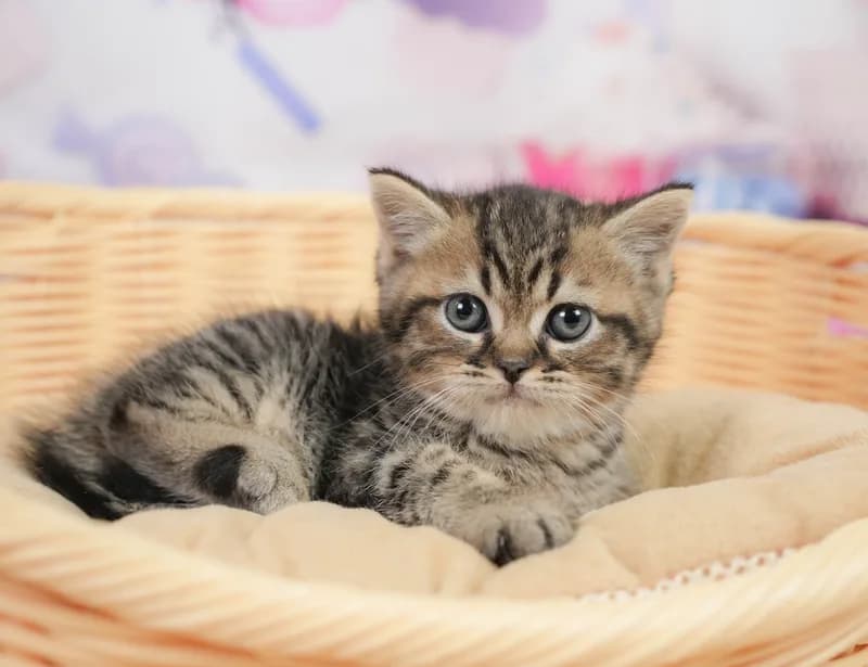 ミヌエットの子猫 オス ブラウンタビー＆ホワイト - コスモスファーム - サムネイル5