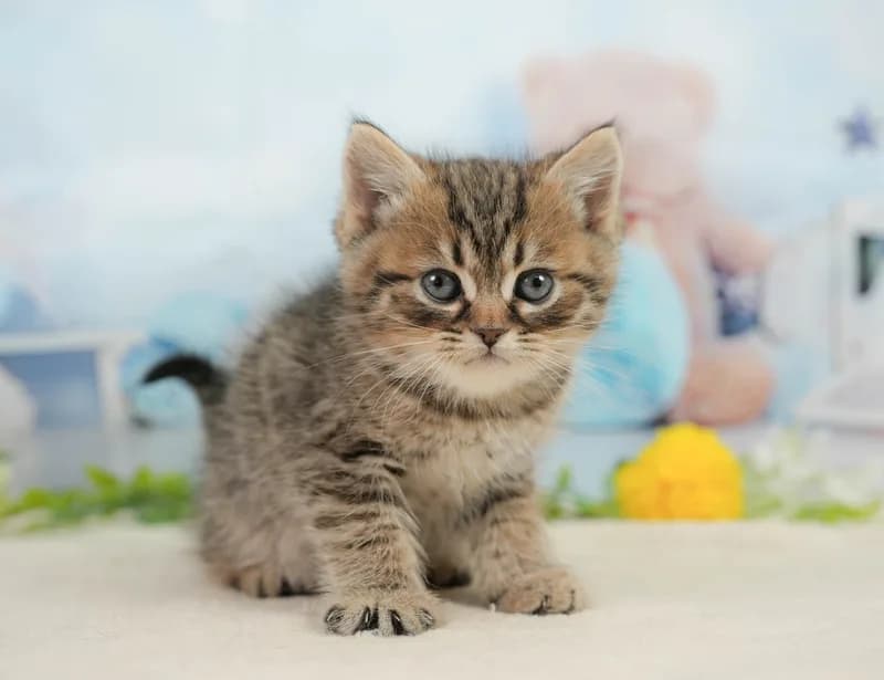 ミヌエットの子猫 メス ブラウンタビー＆ホワイト - コスモスファーム - サムネイル2