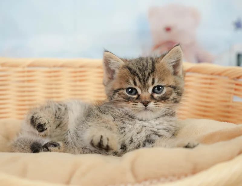 ミヌエットの子猫 メス ブラウンタビー＆ホワイト - コスモスファーム - サムネイル3