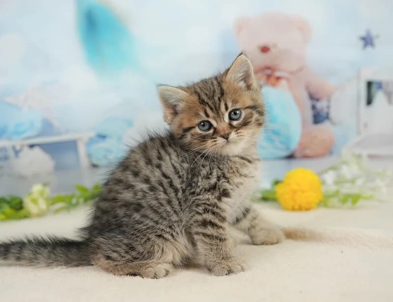 ミヌエットの子猫 メス ブラウンタビー＆ホワイト - コスモスファーム - サムネイル4