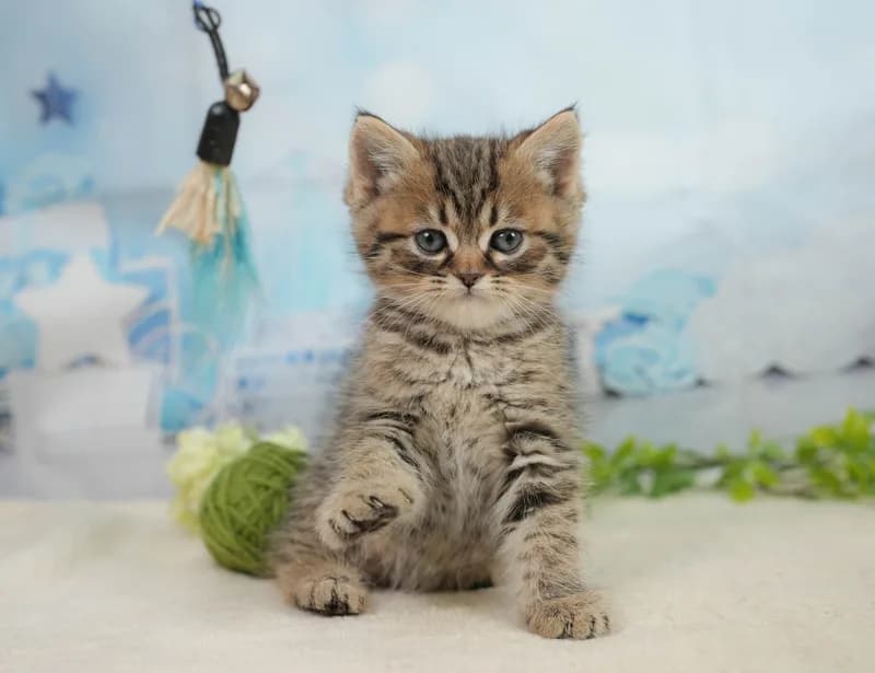 ミヌエットの子猫 メス ブラウンタビー＆ホワイト - コスモスファーム - サムネイル5