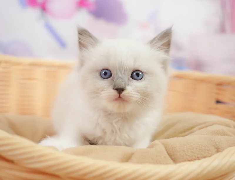 ラグドールの子猫 オス ブルーポイントミテッド - コスモスファーム - 写真1