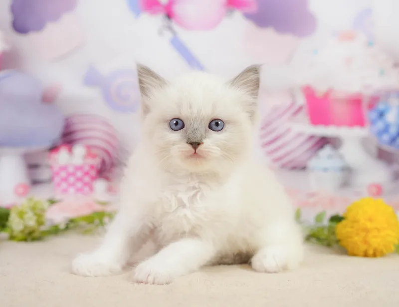 ラグドールの子猫 オス ブルーポイントミテッド - コスモスファーム - サムネイル2