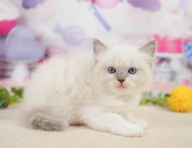 ラグドールの子猫 オス ブルーポイントミテッド - コスモスファーム - サムネイル3