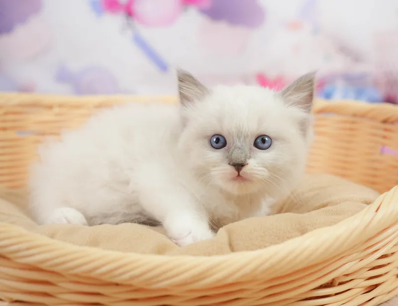 ラグドールの子猫 オス ブルーポイントミテッド - コスモスファーム - サムネイル4