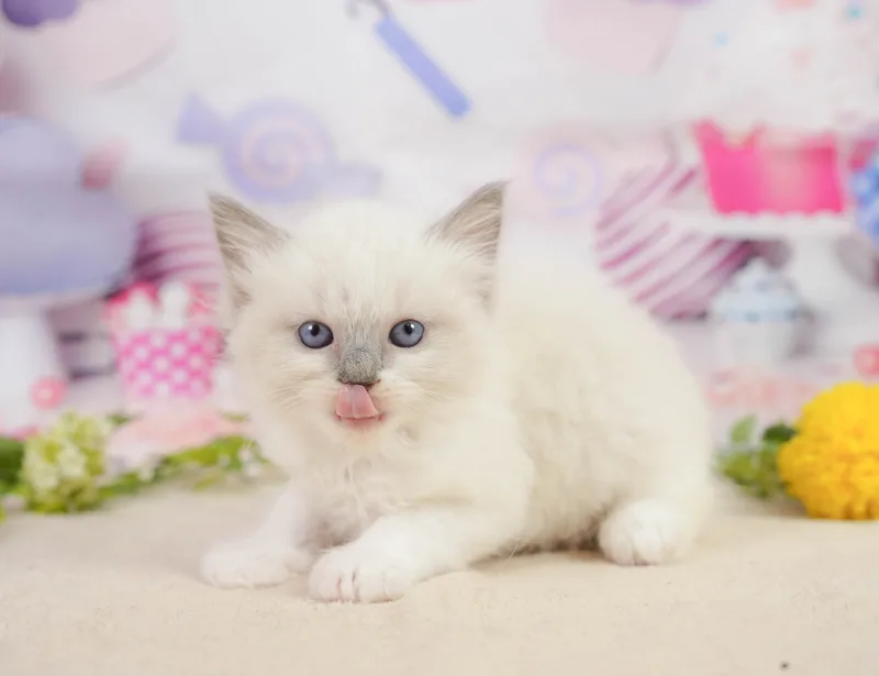 ラグドールの子猫 オス ブルーポイントミテッド - コスモスファーム - サムネイル5