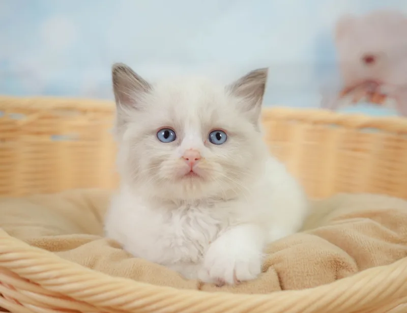 ラグドールの子猫 オス ブルーポイントバイカラー