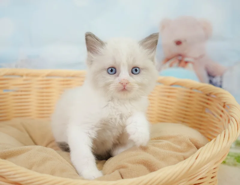 ラグドールの子猫 オス ブルーポイントバイカラー - コスモスファーム - サムネイル2