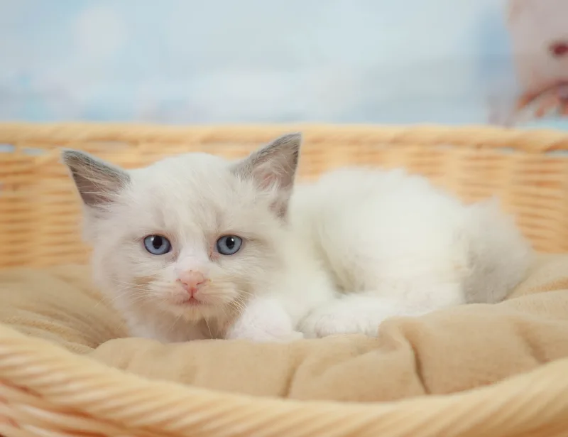 ラグドールの子猫 オス ブルーポイントバイカラー - コスモスファーム - サムネイル3