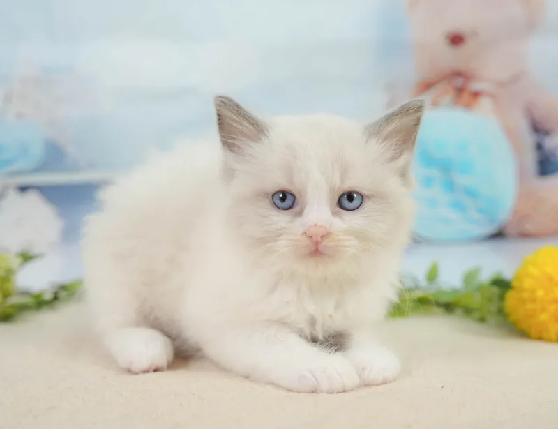 ラグドールの子猫 オス ブルーポイントバイカラー - コスモスファーム - サムネイル4