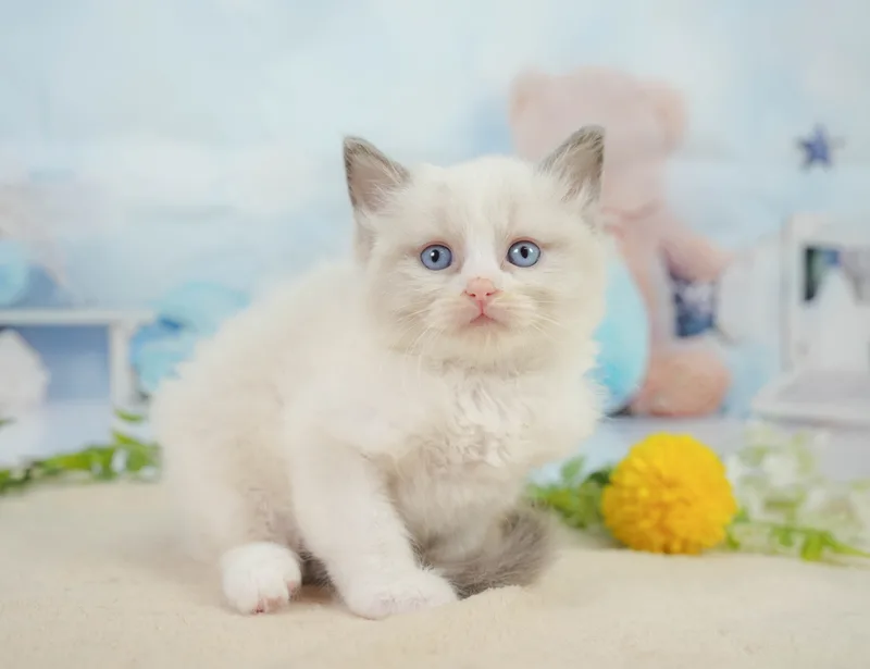 ラグドールの子猫 オス ブルーポイントバイカラー - コスモスファーム - サムネイル5