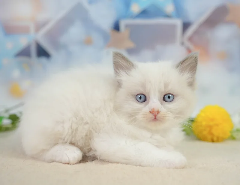 ラグドールの子猫 オス ブルーポイントバイカラー - コスモスファーム - サムネイル2