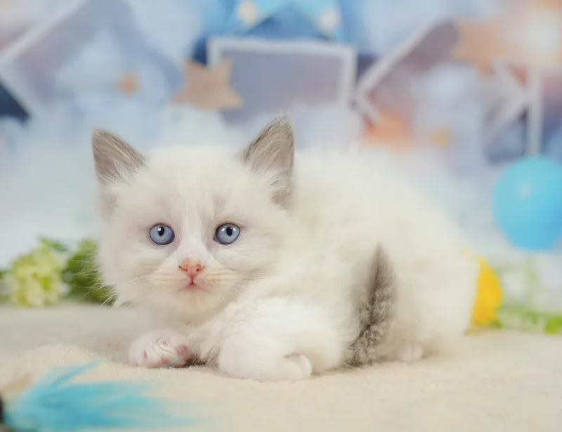 ラグドールの子猫 オス ブルーポイントバイカラー - コスモスファーム - サムネイル3