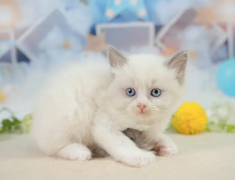 ラグドールの子猫 オス ブルーポイントバイカラー - コスモスファーム - サムネイル4