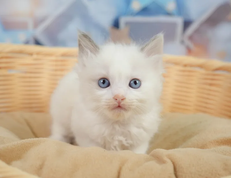 ラグドールの子猫 オス ブルーポイントバイカラー