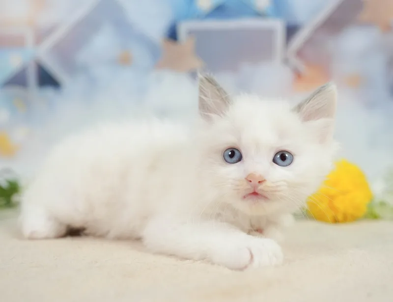 ラグドールの子猫 オス ブルーポイントバイカラー - コスモスファーム - サムネイル2