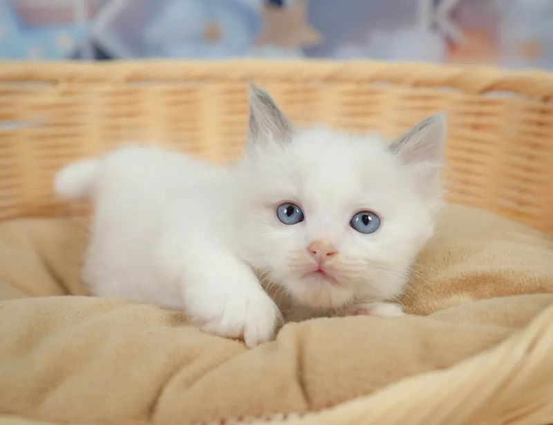 ラグドールの子猫 オス ブルーポイントバイカラー - コスモスファーム - サムネイル3