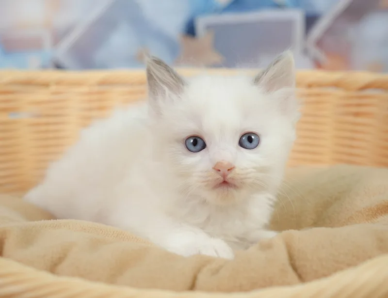 ラグドールの子猫 オス ブルーポイントバイカラー - コスモスファーム - サムネイル4