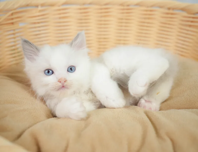ラグドールの子猫 オス ブルーポイントバイカラー - コスモスファーム - サムネイル5