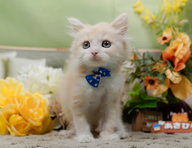 サイベリアンの子猫 オス クリームタビーホワイト