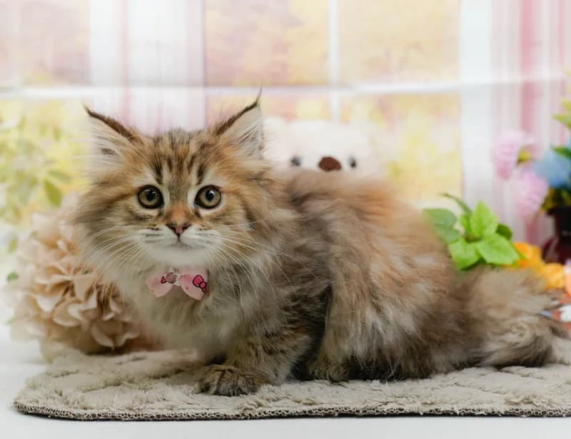 サイベリアンの子猫 メス ブラウンパッチドタビー