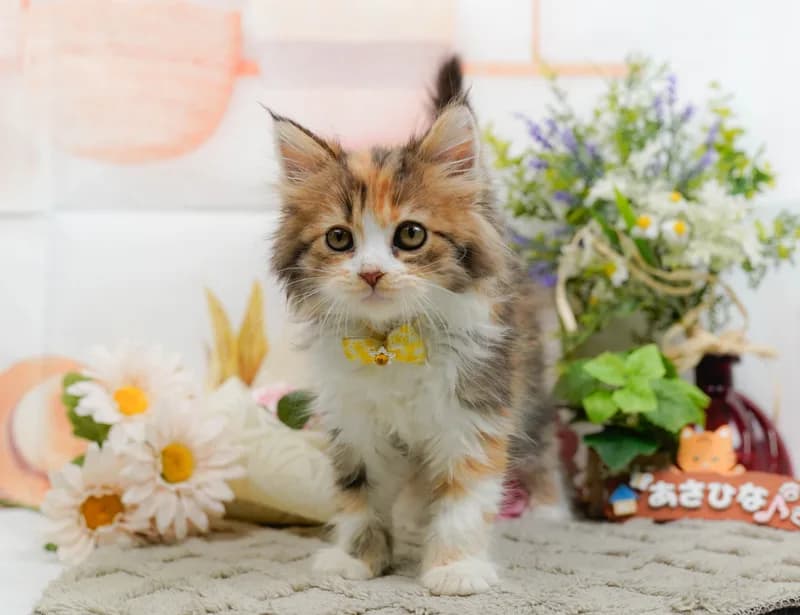 サイベリアンの子猫 メス キャリコ