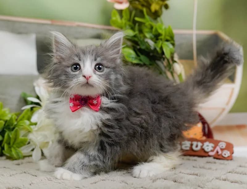 ノルウェージャンフォレストキャットの子猫 メス ブルータビーホワイト