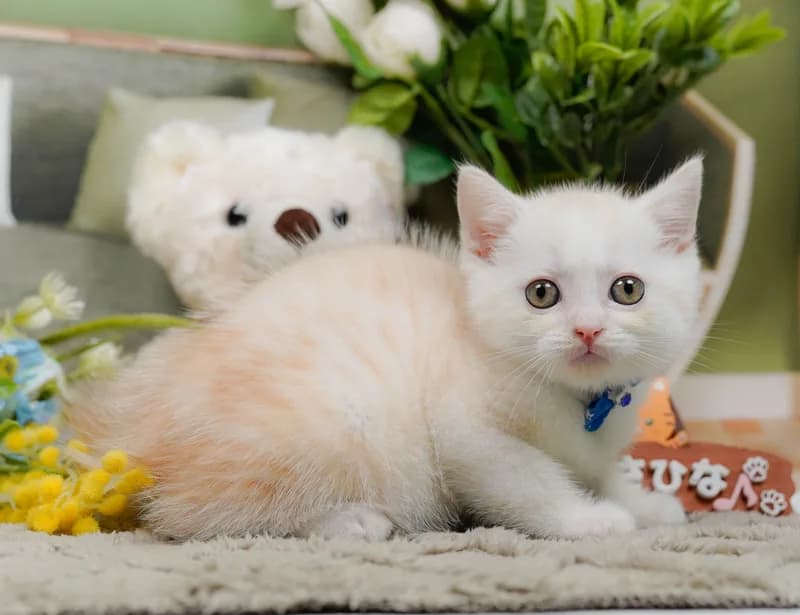 マンチカンの子猫 オス クリームタビー - パピーヴィレッジ コノハズク - サムネイル2