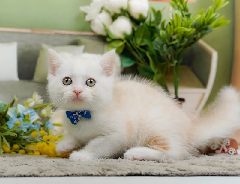 マンチカンの子猫 オス クリームタビー - パピーヴィレッジ コノハズク - サムネイル3
