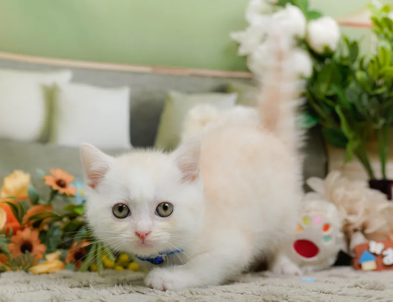 マンチカンの子猫 オス クリームタビー - パピーヴィレッジ コノハズク - サムネイル4