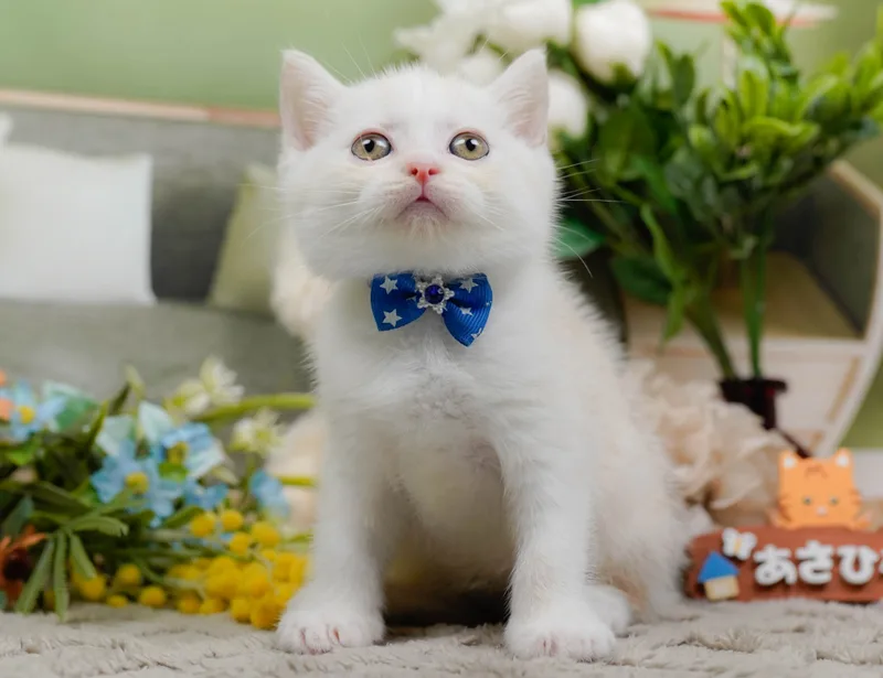 マンチカンの子猫 オス クリームタビー - パピーヴィレッジ コノハズク - サムネイル5