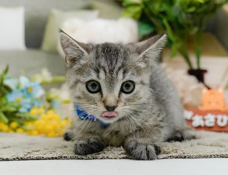 マンチカンの子猫 オス シルバータビー - パピーヴィレッジ コノハズク - サムネイル2