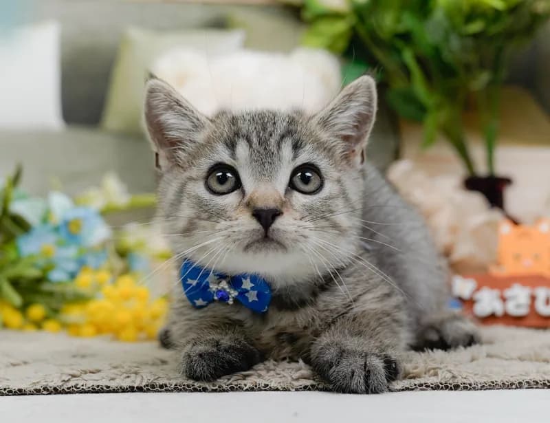 マンチカンの子猫 オス シルバータビー - パピーヴィレッジ コノハズク - サムネイル3