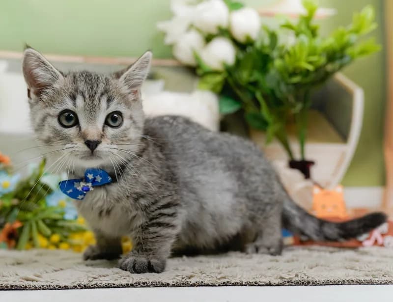 マンチカンの子猫 オス シルバータビー - パピーヴィレッジ コノハズク - サムネイル4
