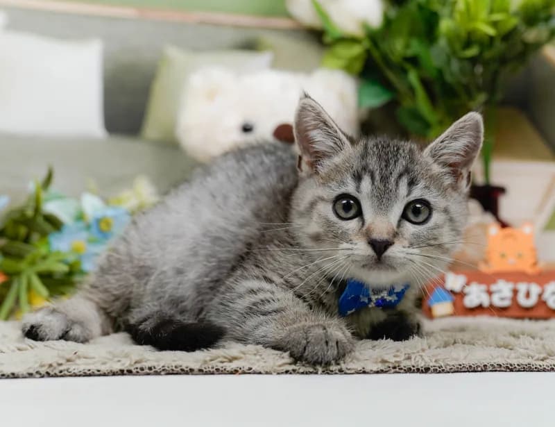 マンチカンの子猫 オス シルバータビー - パピーヴィレッジ コノハズク - サムネイル5