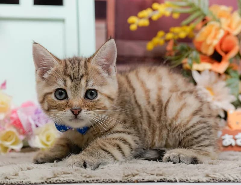 マンチカンの子猫 オス ブラウンタビー
