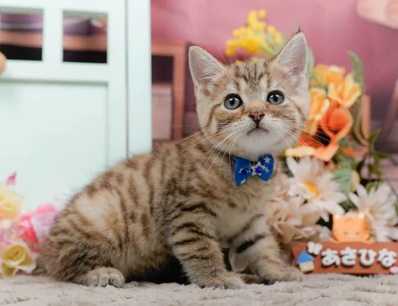 マンチカンの子猫 オス ブラウンタビー - パピーヴィレッジ コノハズク - サムネイル2