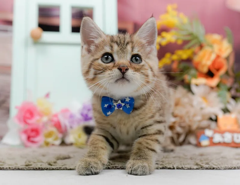 マンチカンの子猫 オス ブラウンタビー - パピーヴィレッジ コノハズク - サムネイル3