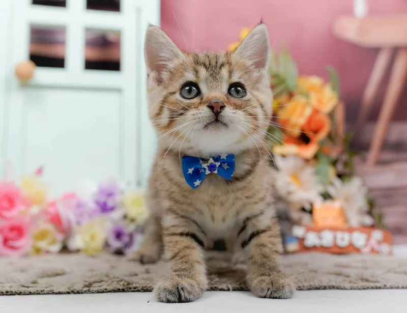 マンチカンの子猫 オス ブラウンタビー - パピーヴィレッジ コノハズク - サムネイル4