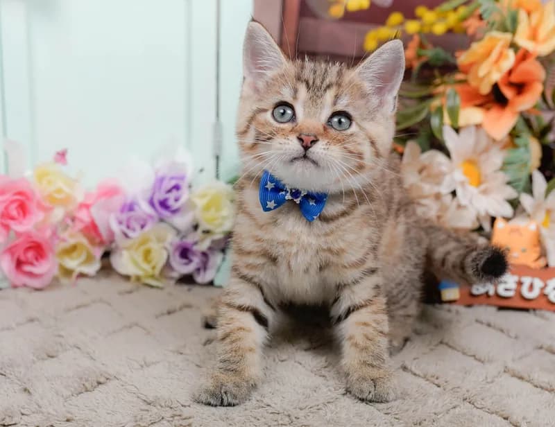 マンチカンの子猫 オス ブラウンタビー - パピーヴィレッジ コノハズク - サムネイル5