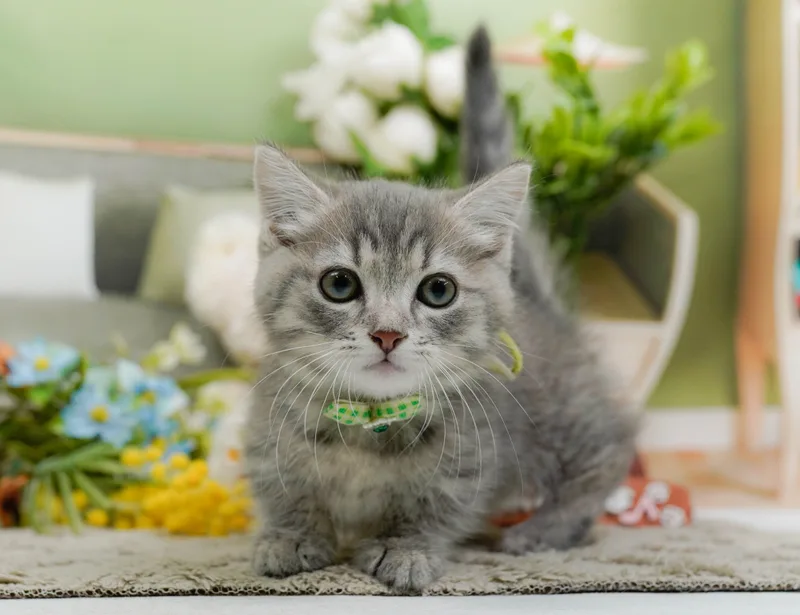 マンチカンの子猫 オス ブルータビー