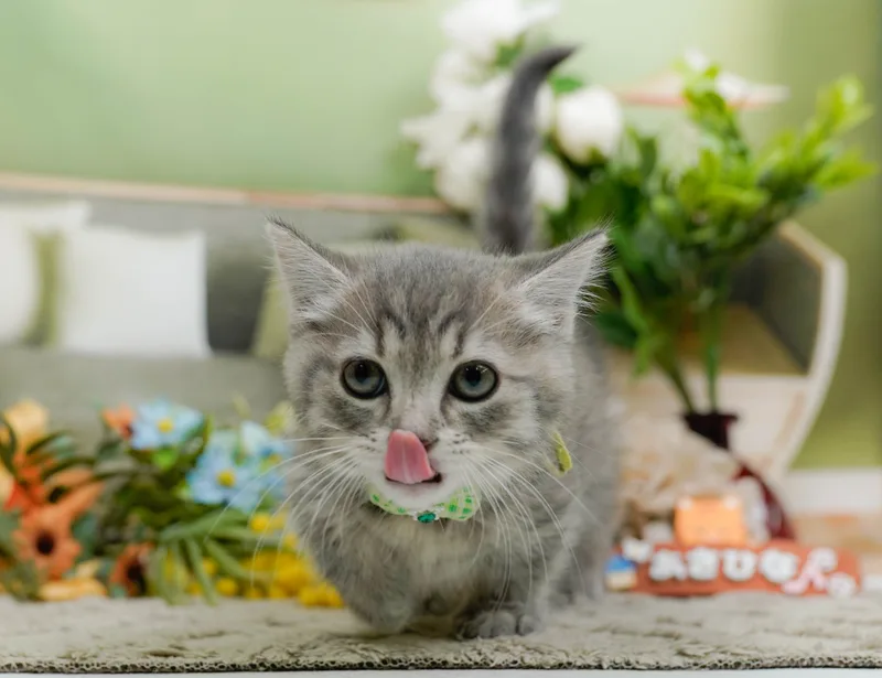 マンチカンの子猫 オス ブルータビー - パピーヴィレッジ コノハズク - サムネイル2