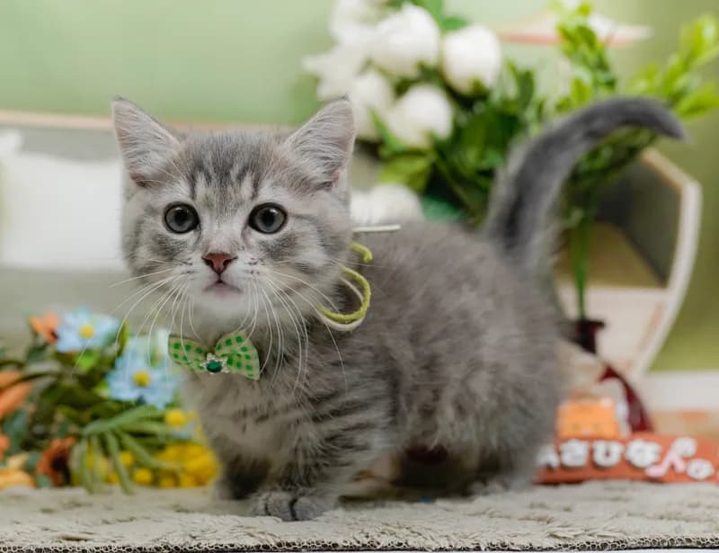 マンチカンの子猫 オス ブルータビー - パピーヴィレッジ コノハズク - サムネイル3