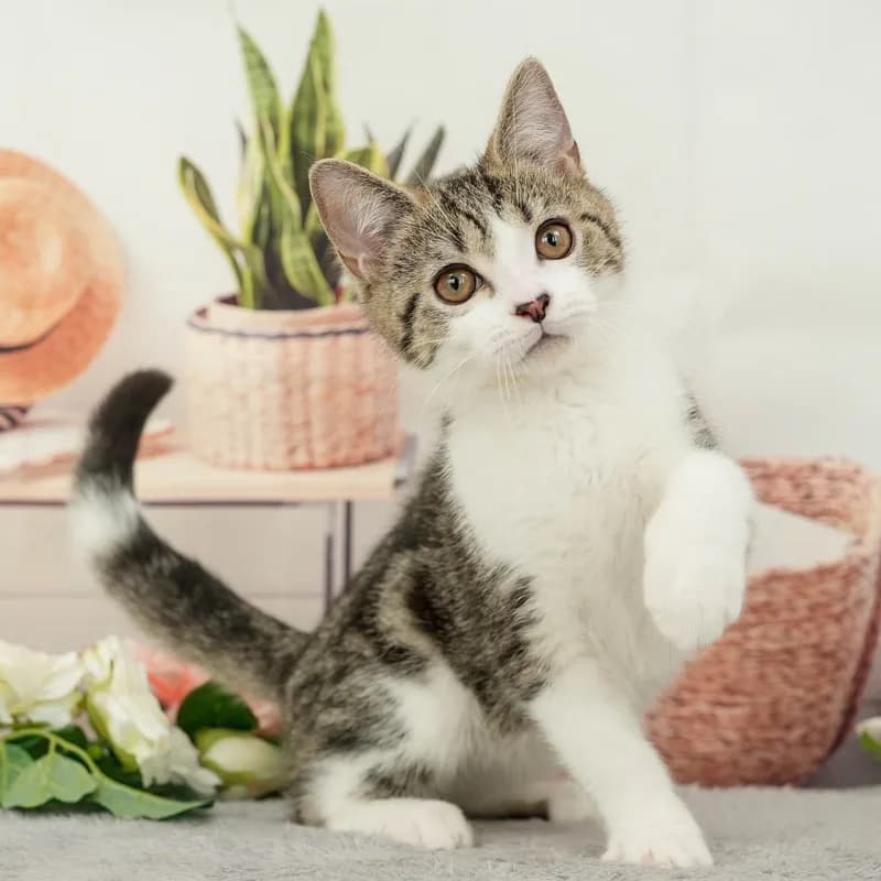 マンチカンの子猫 オス ブラウンタビー＆ホワイト