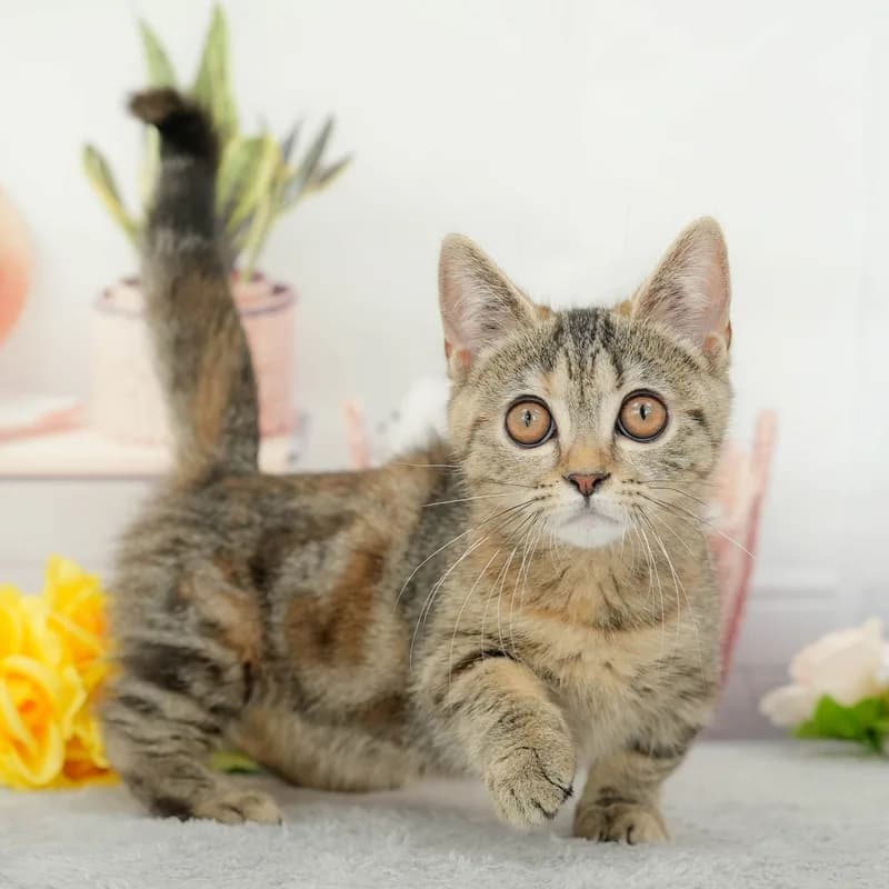マンチカンの子猫 メス ブラウンパッチドタビー