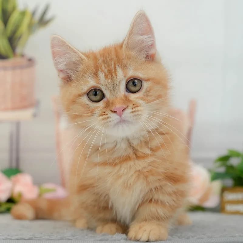 マンチカンの子猫 オス レッドタビー